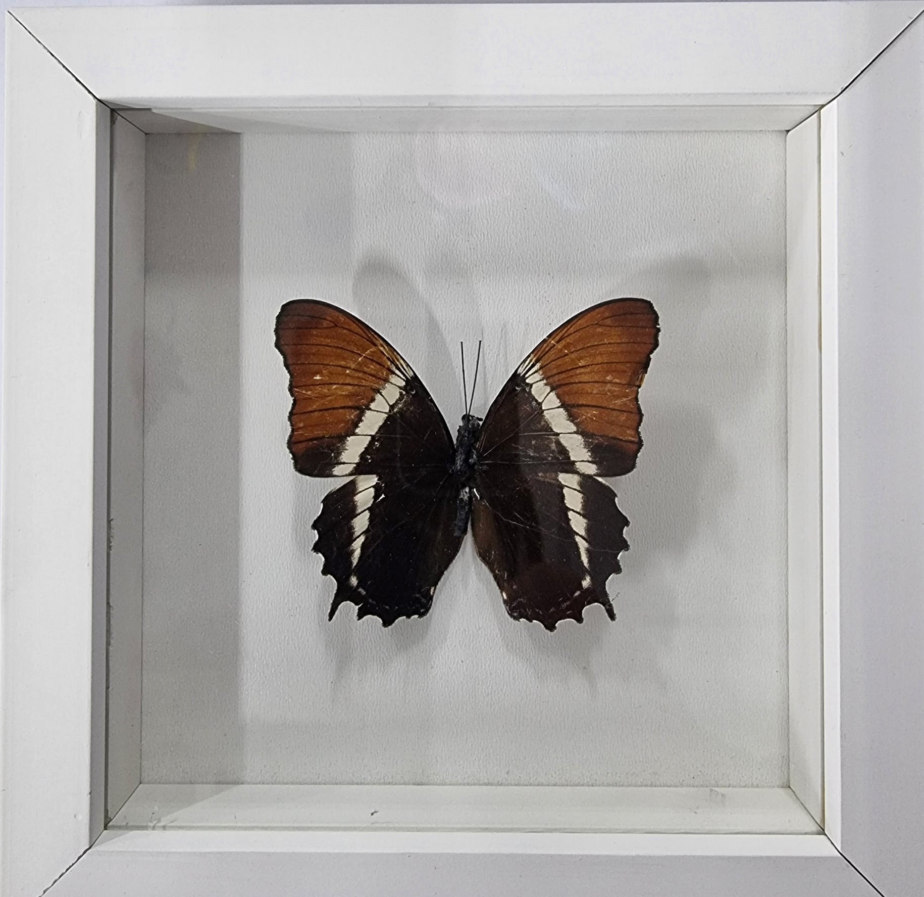 Framed Butterfly - Siproeta epaphus