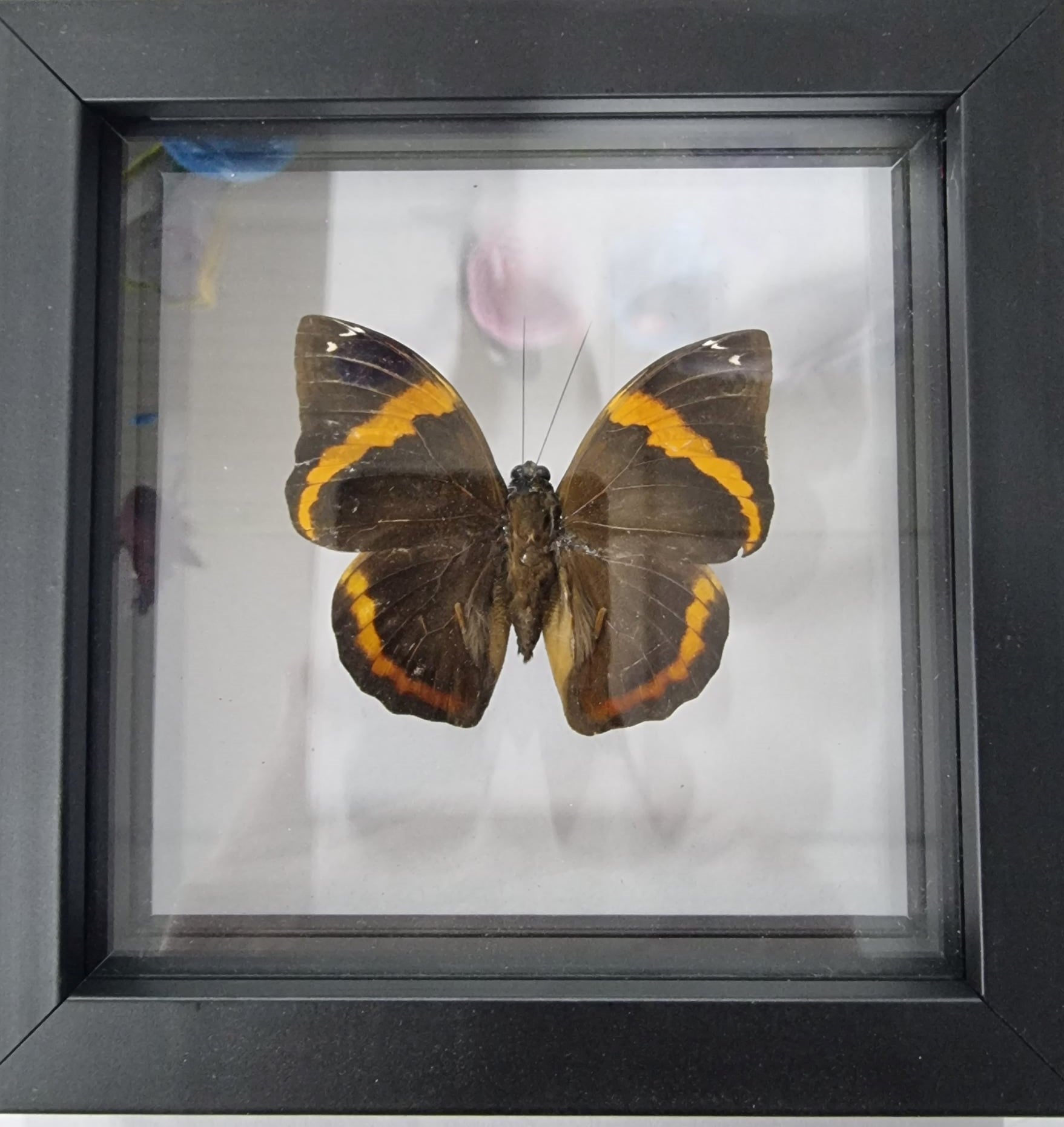Framed Butterfly - Vanessa atalanta