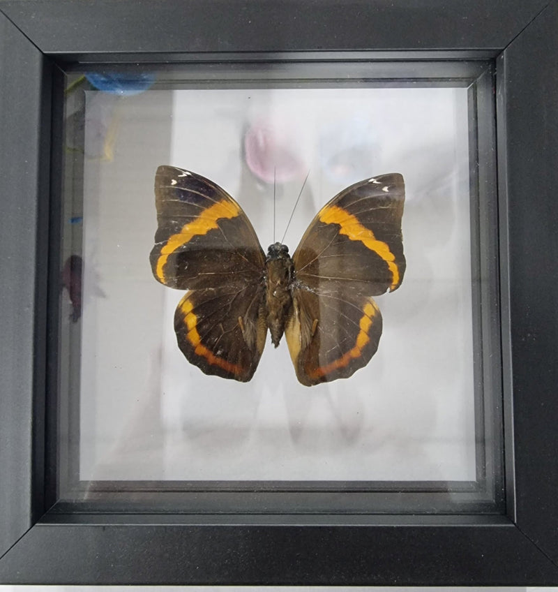 Framed Butterfly - Vanessa atalanta