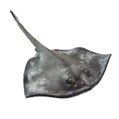 Sting Ray