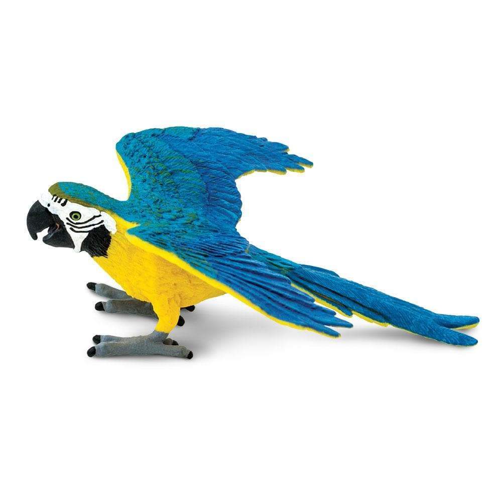 Safari Blue and Gold Macaw