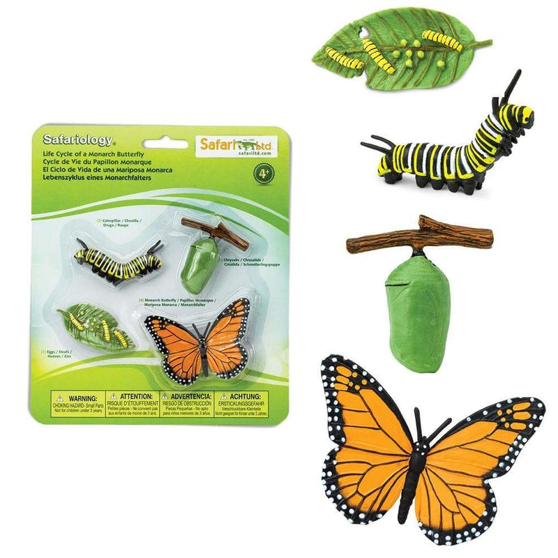 Life Cycle Of A Monarch