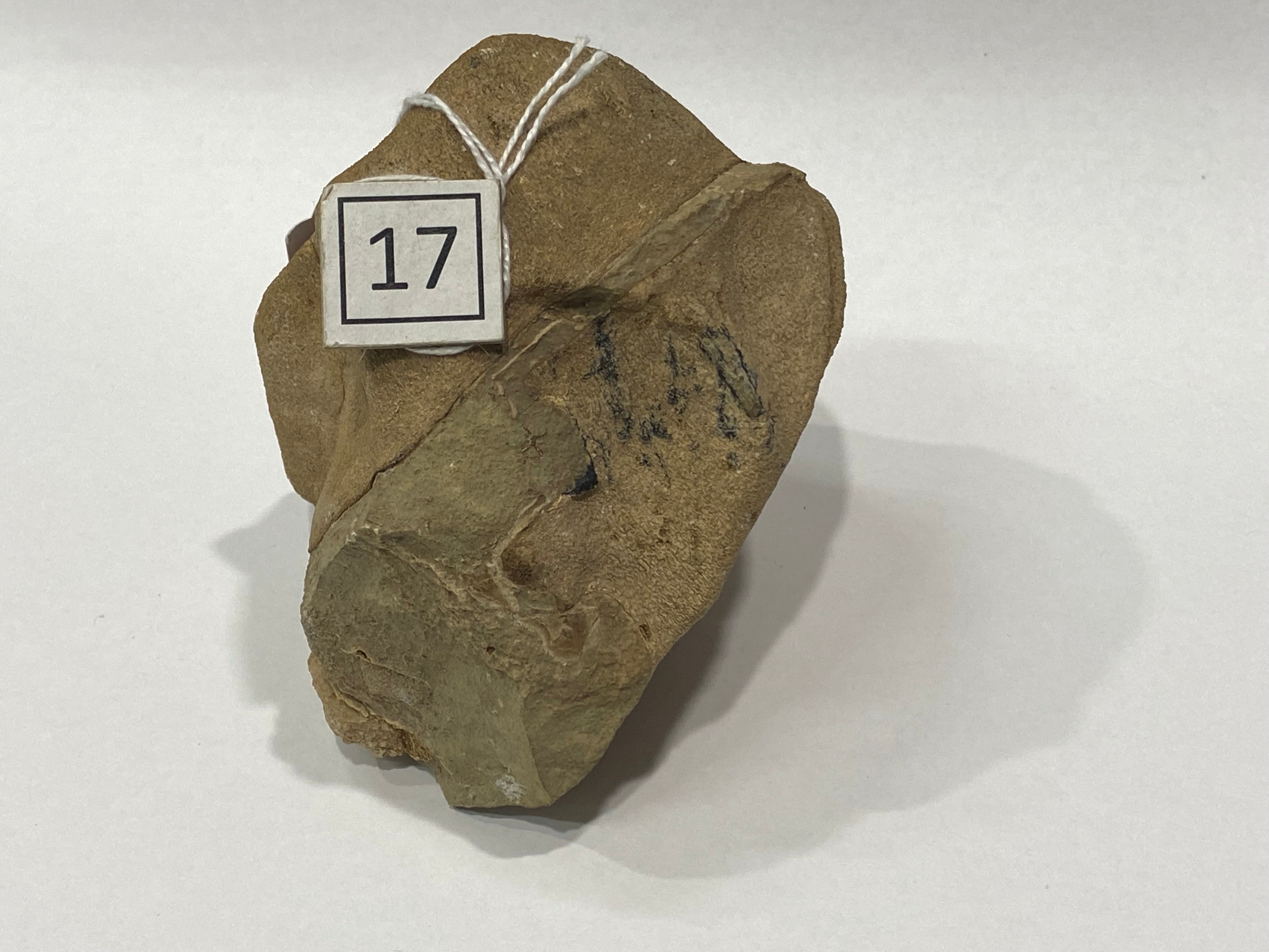 Platypterygius Australis - Australian Ichthyosaur Vertebrae