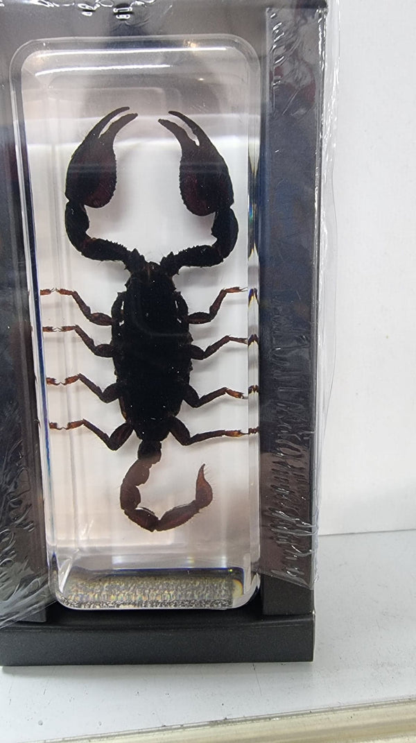 Black Scorpion In Resin