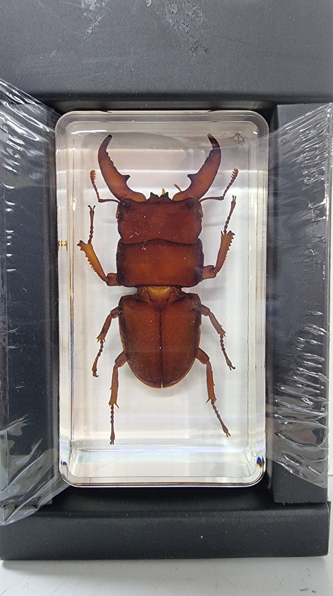 Golden Dorcas In Resin