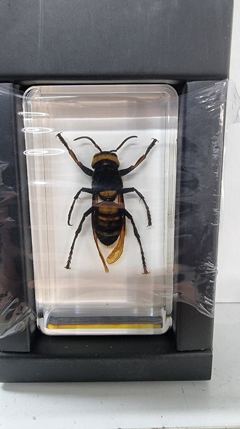 Wasp In Resin