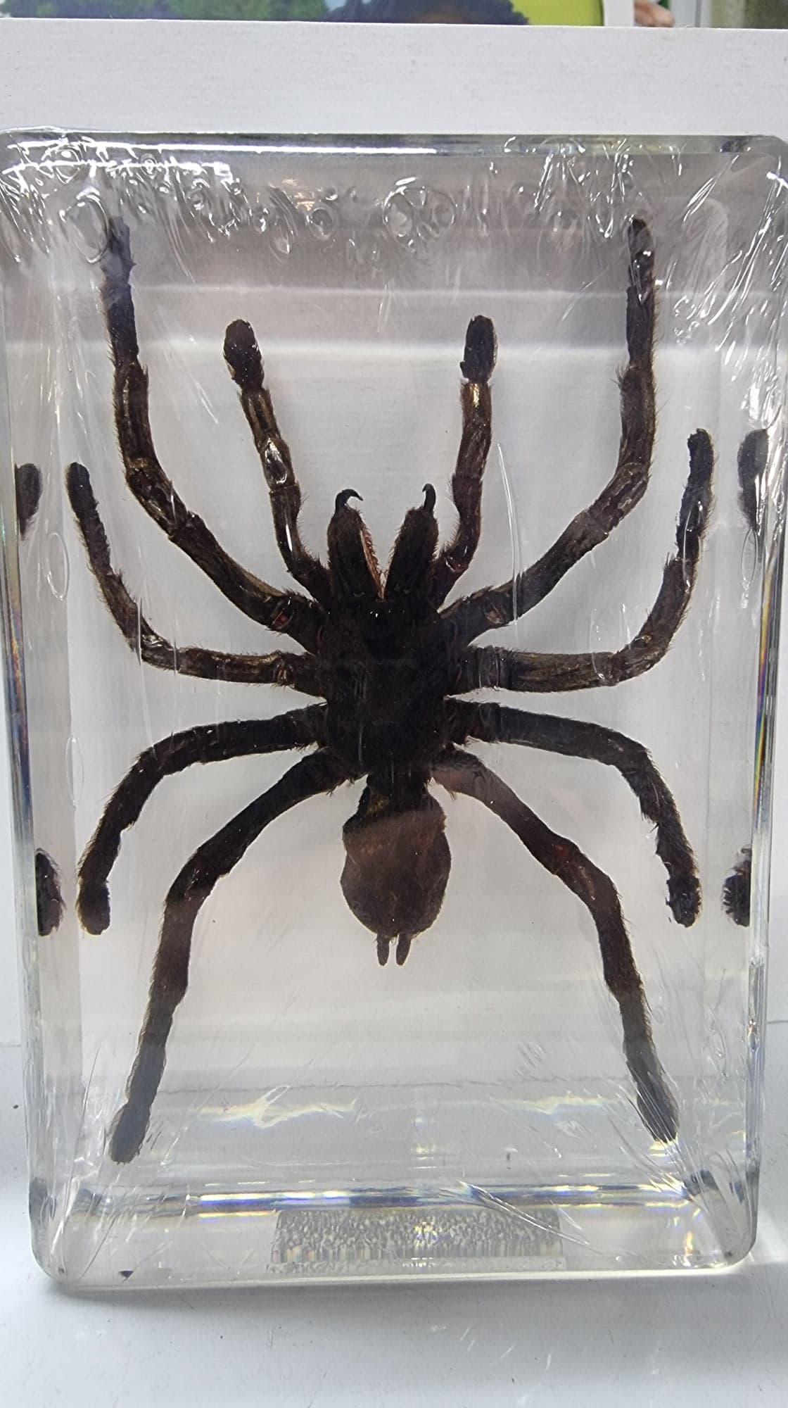 Tarantula In Resin