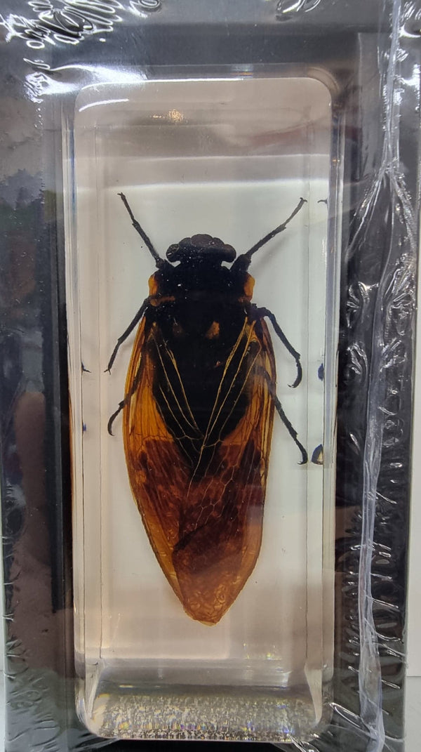 Cicada In Resin