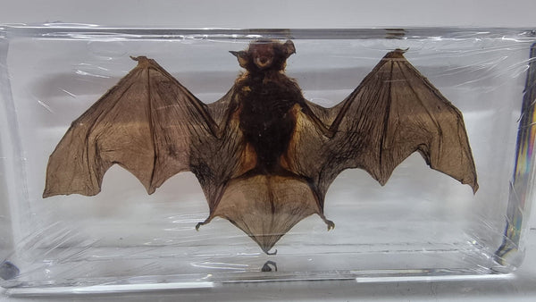 Bamboo Bat In Resin - Wings Out