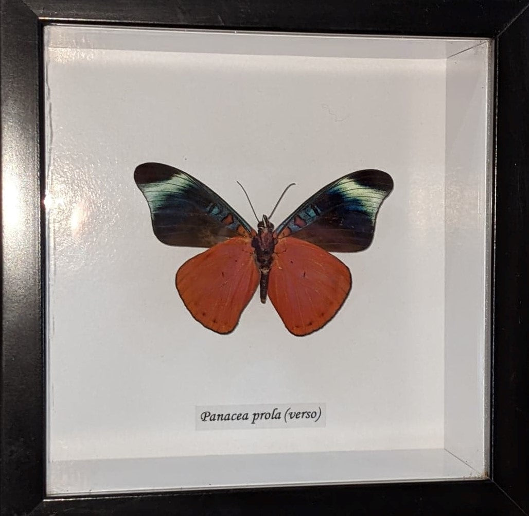 Framed Panacea Prola