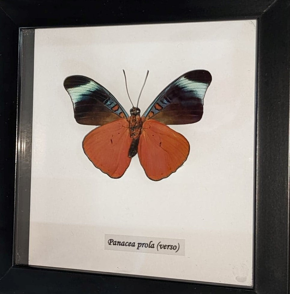 Framed Panacea Prola