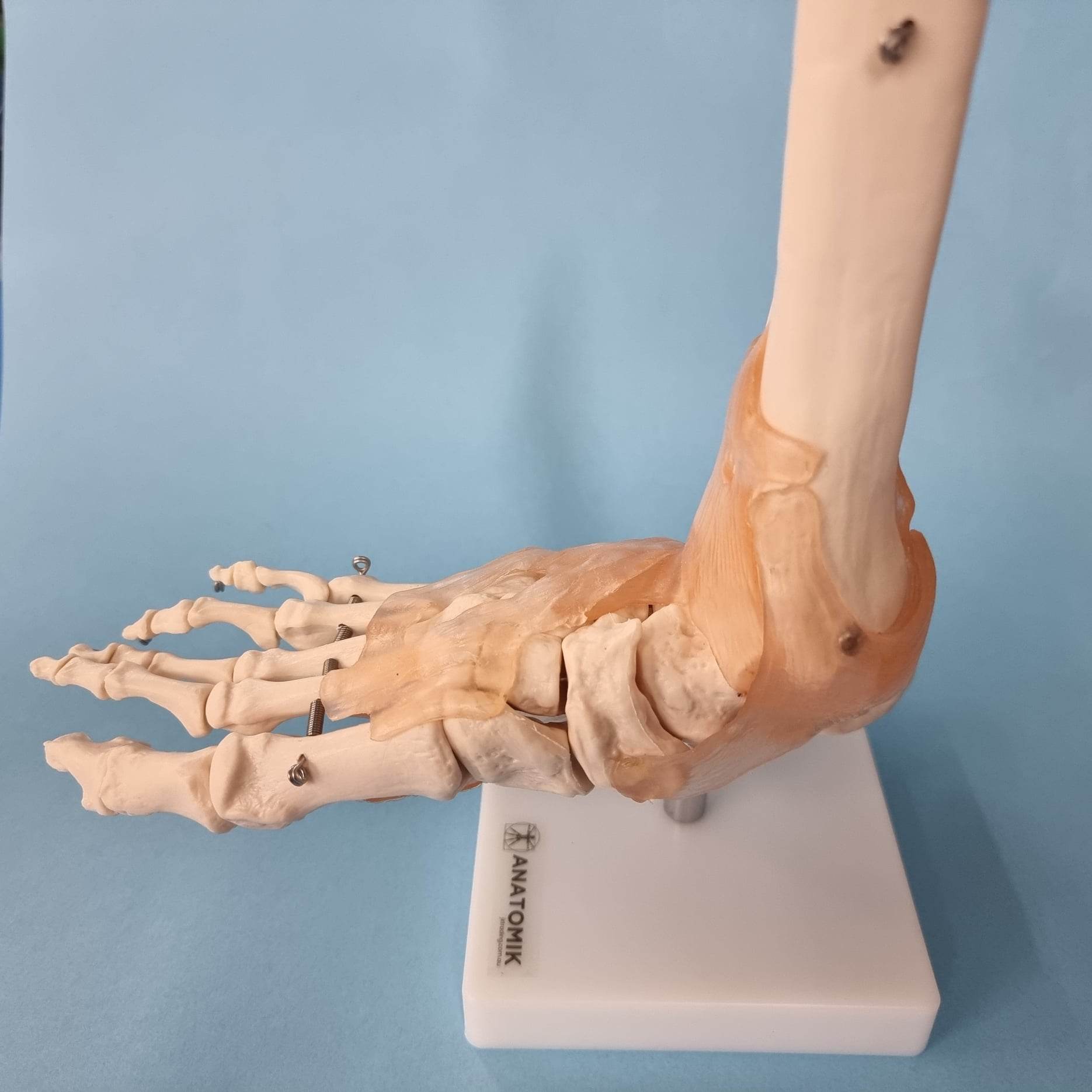 Human Foot Anatomy Model