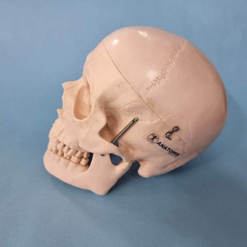 Deluxe Human Skull Model
