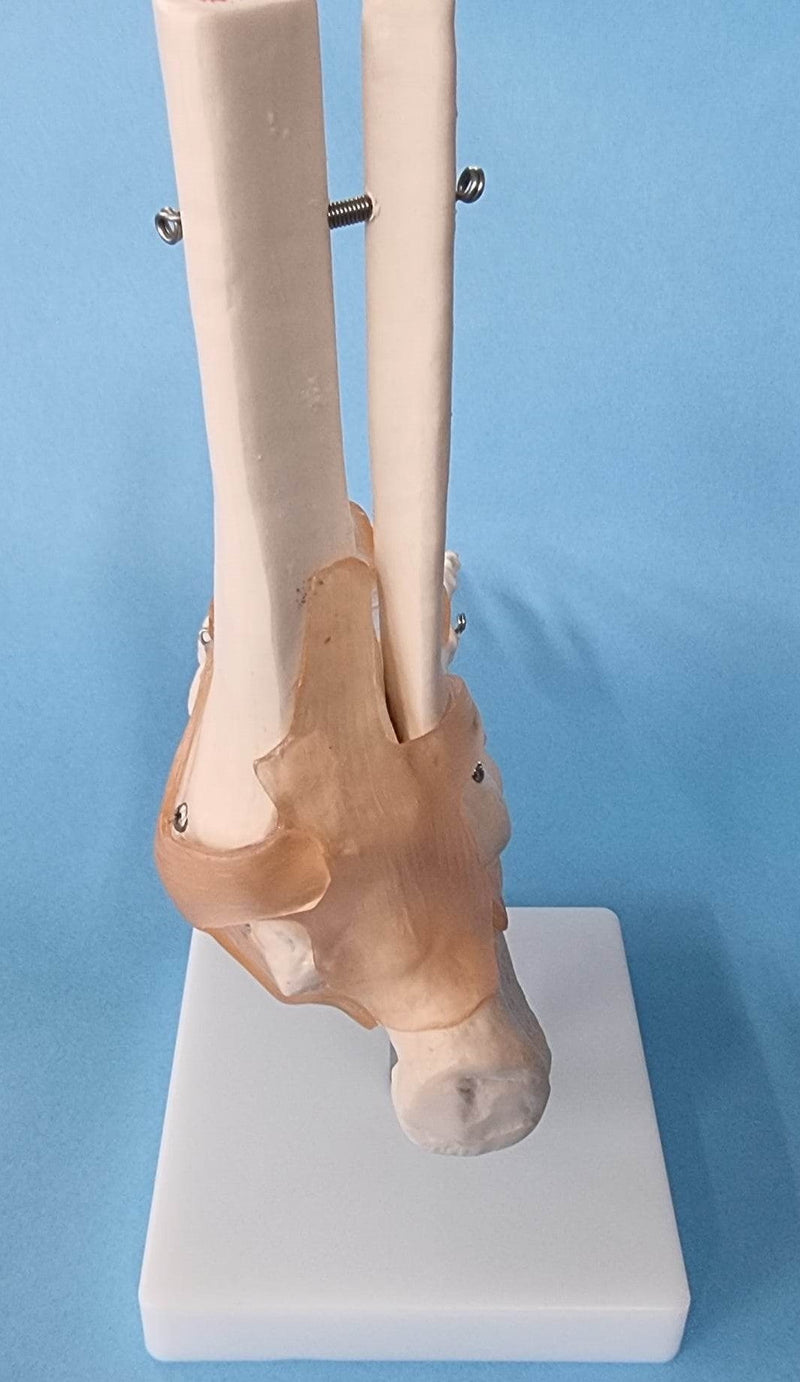 Human Foot Anatomy Model