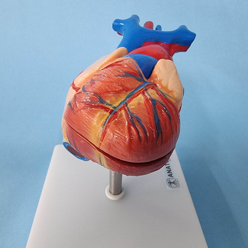 Human Heart Model