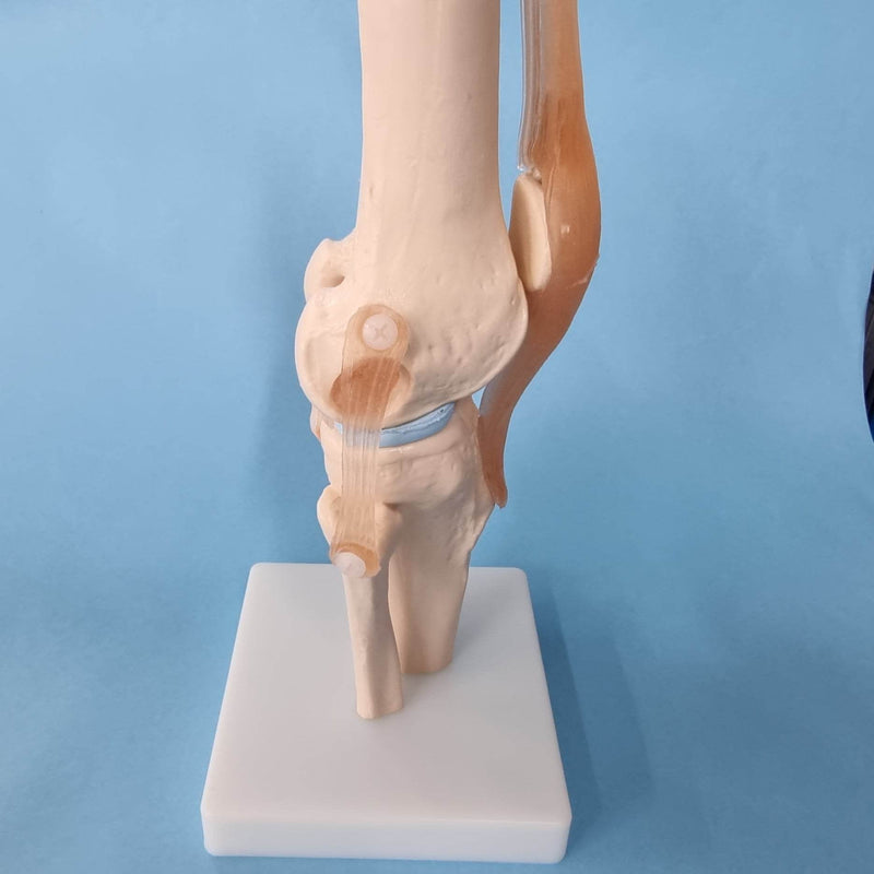 Human Knee Joint Model