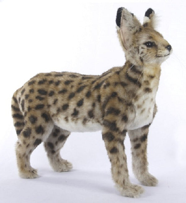 African Serval Cat 48cm