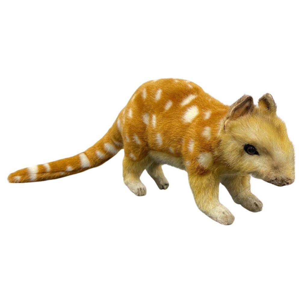 Hansa Quoll 57cm