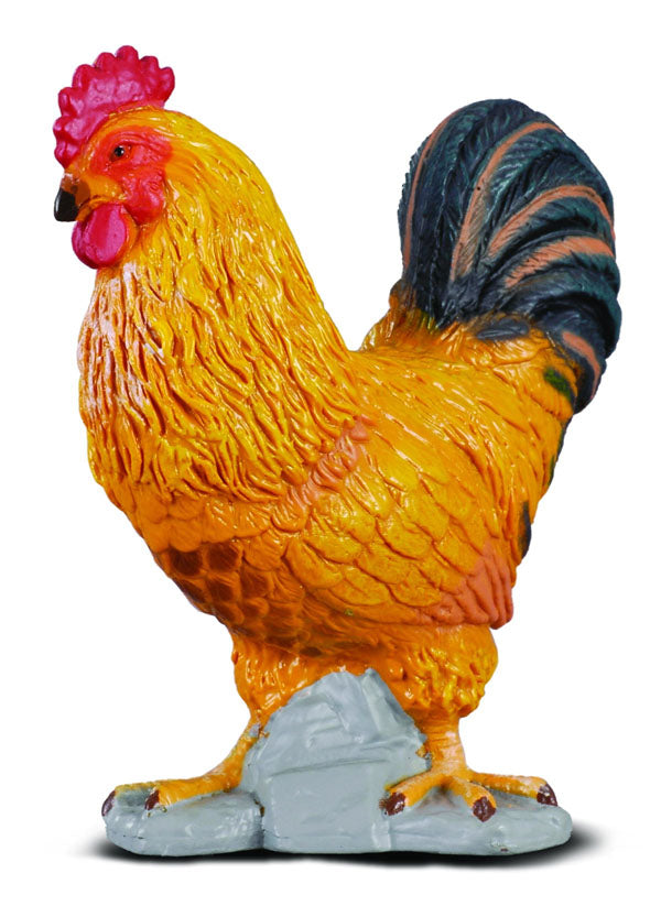 Cockerel