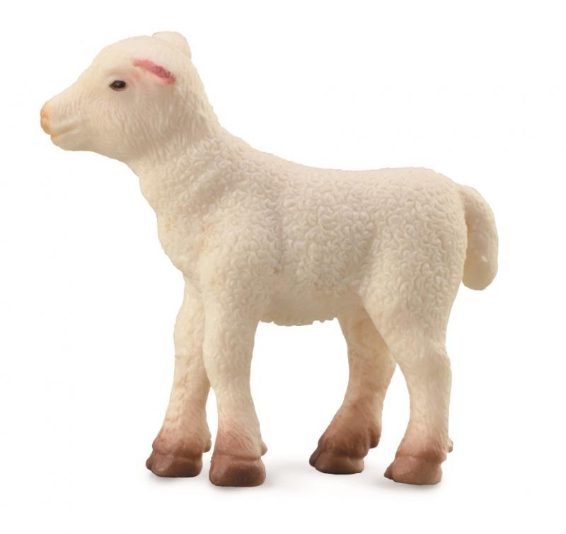 Lamb Standing