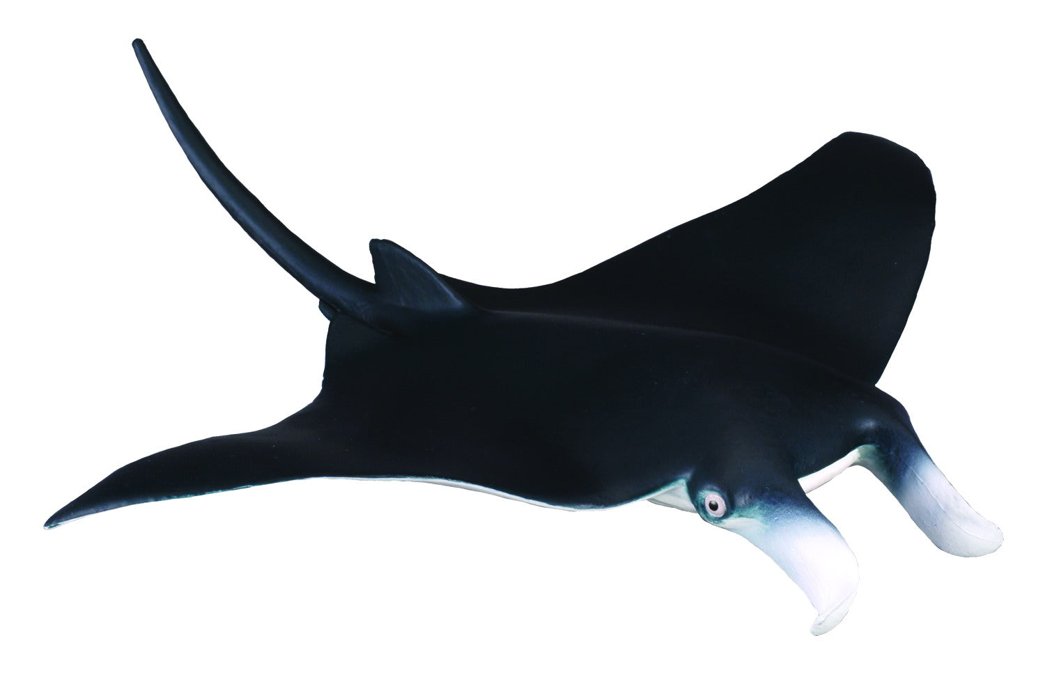 Manta Ray