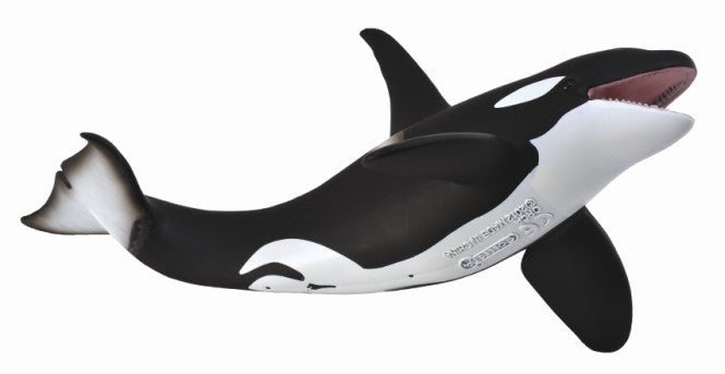 Killer Whale (Orca)