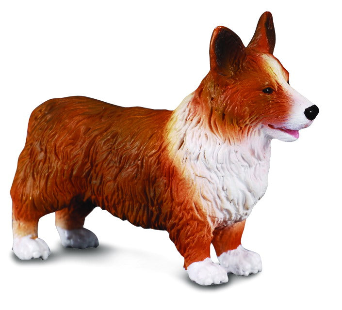 Welsh Corgi