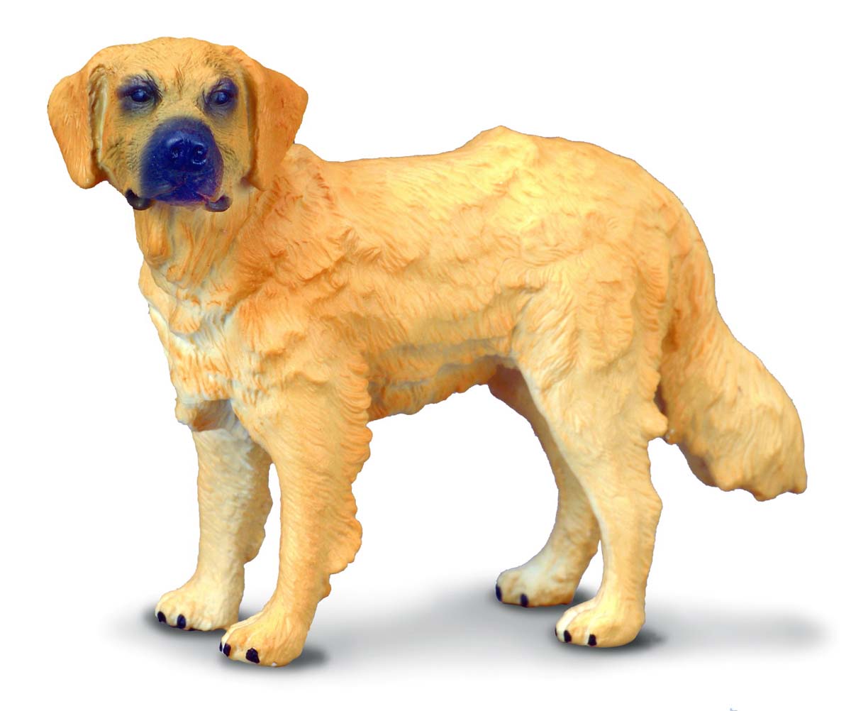 Golden Retreiver