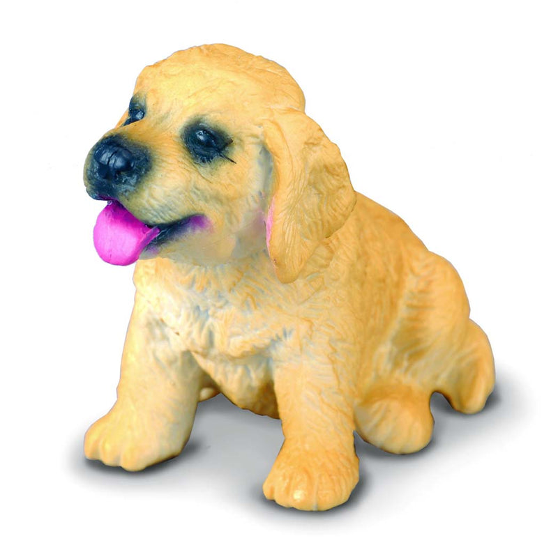 Golden Retiever Puppy