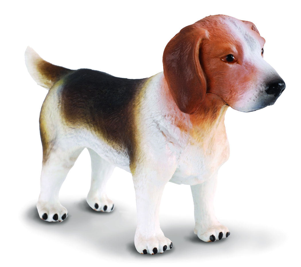 Beagle