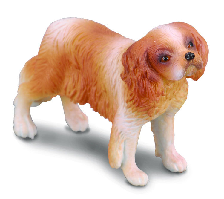 Cavalier King Charles Spaniel