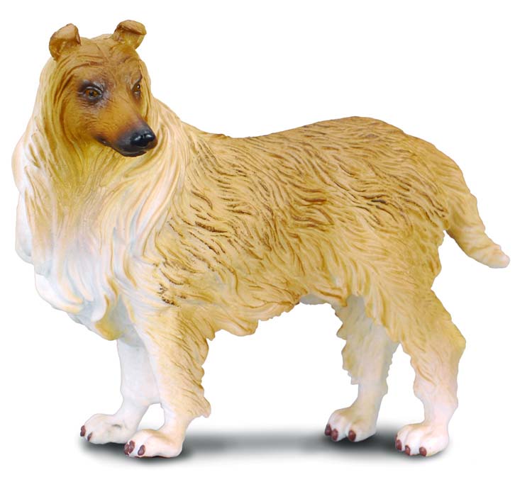 Rough Haired Collie