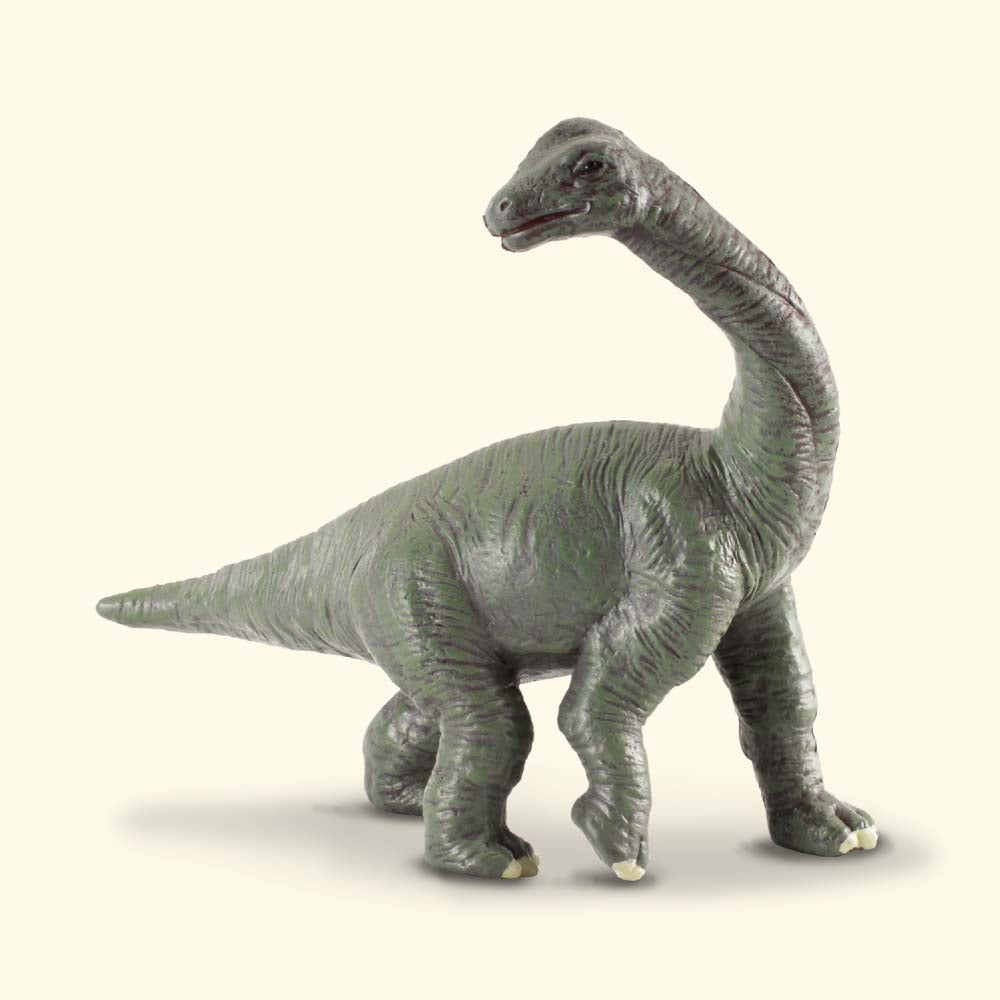 Brachiosaurus Baby