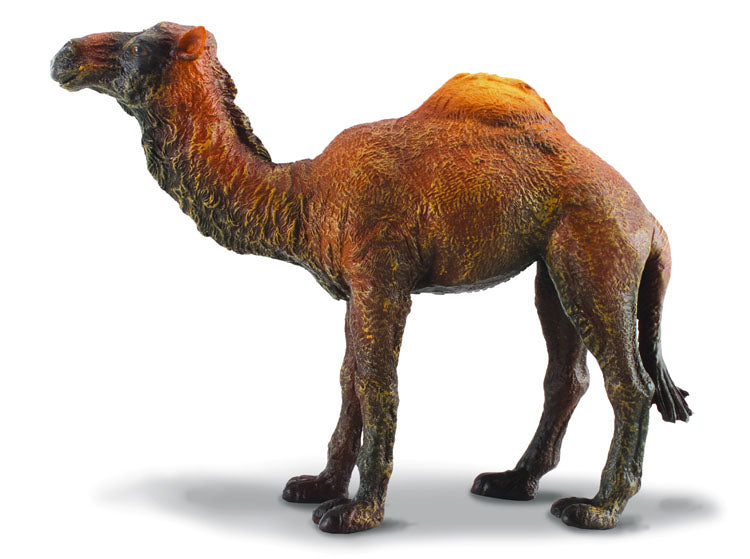 Dromedary Camel