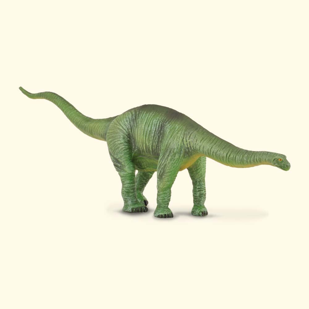 Cetiosaurus