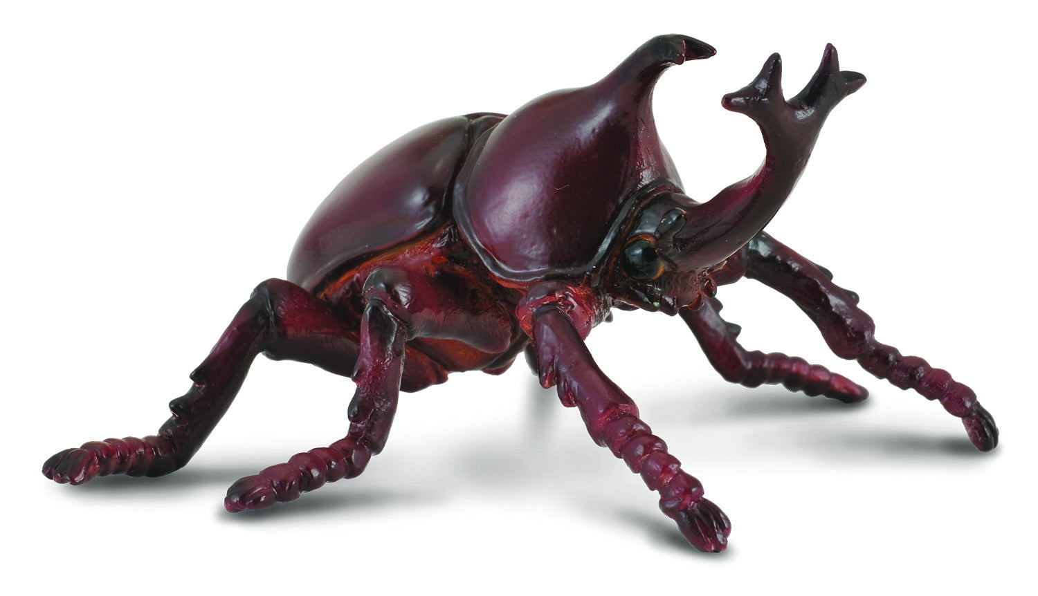 Rhinocerous Beetle