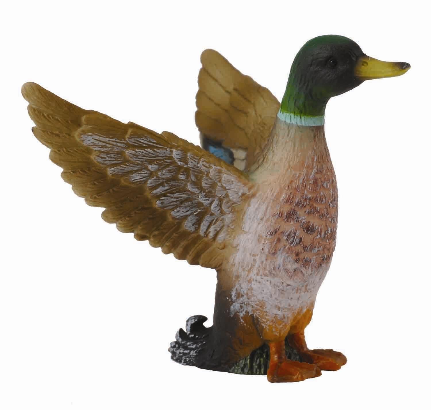 Mallard Drake