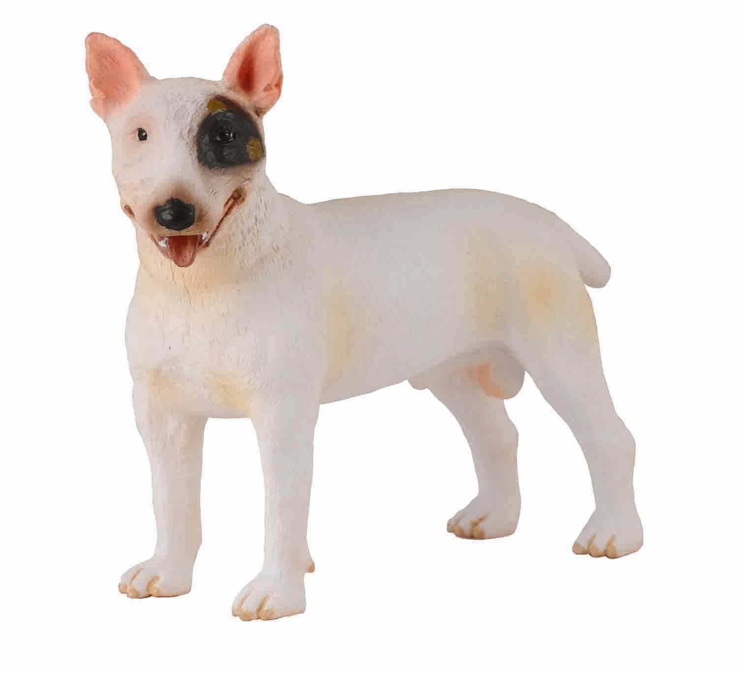 Bull Terrier Male