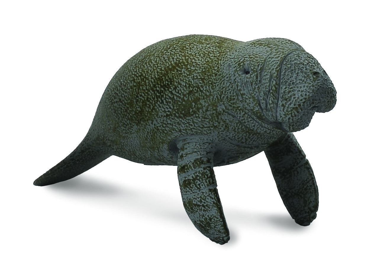 Manatee Calf