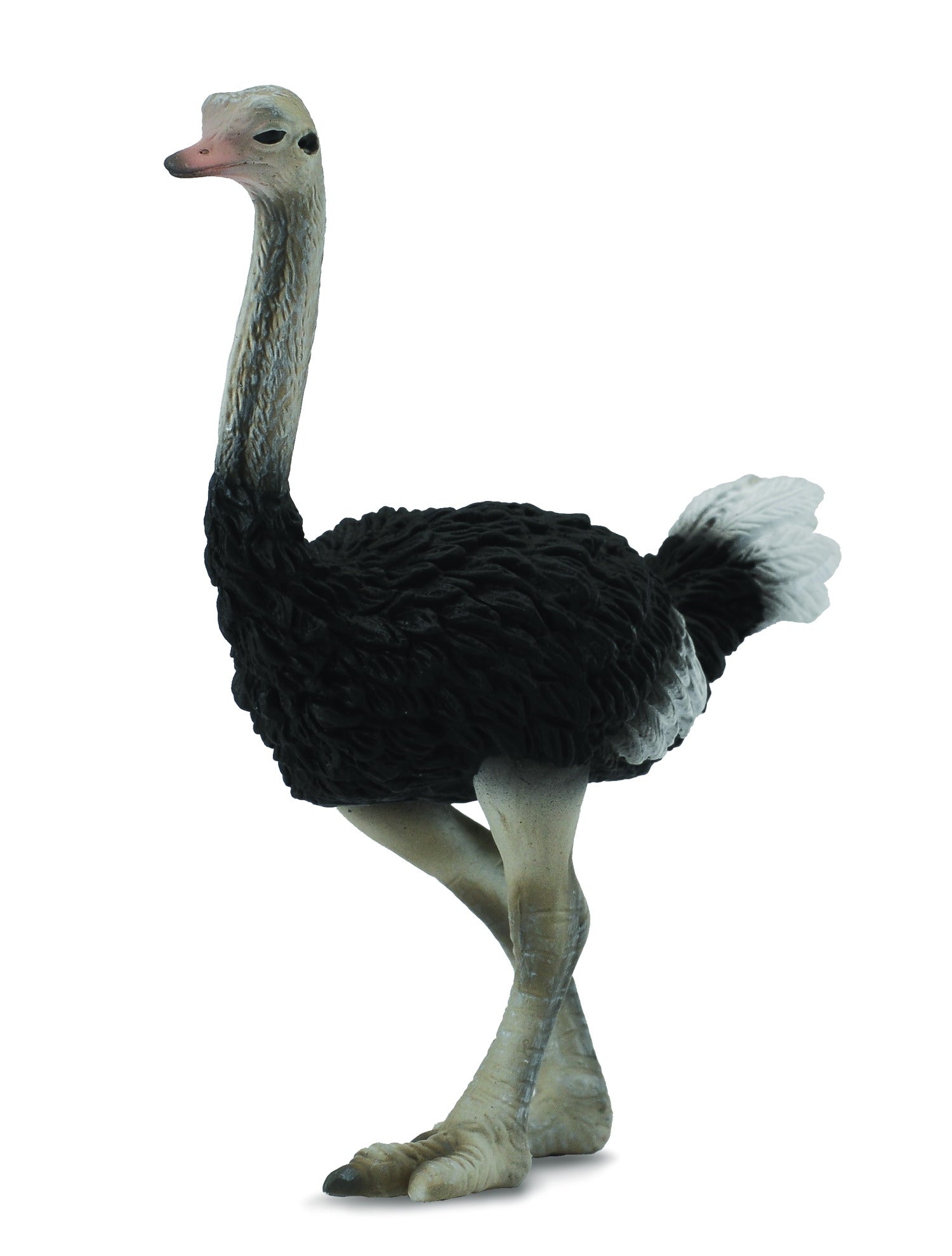 Ostrich