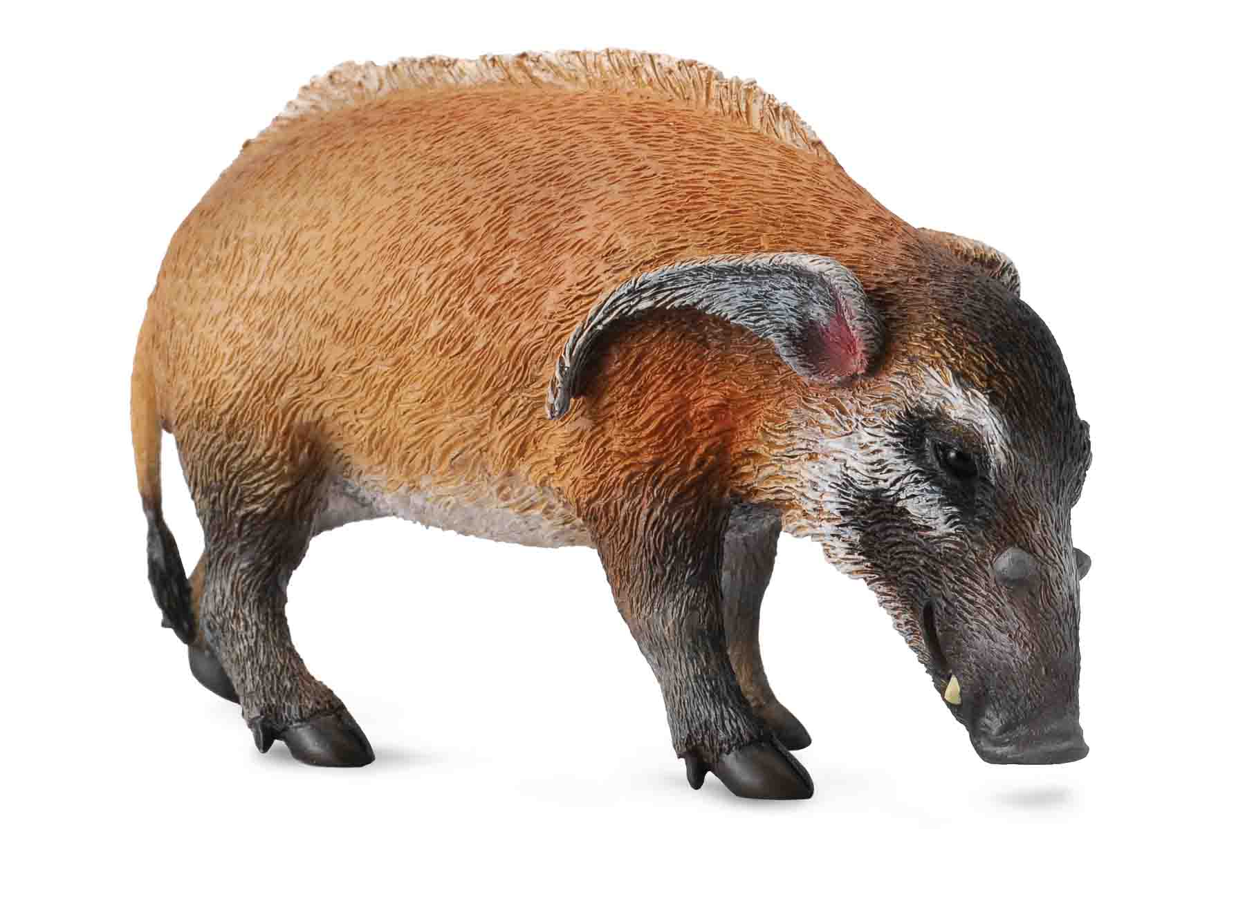 Red River Hog