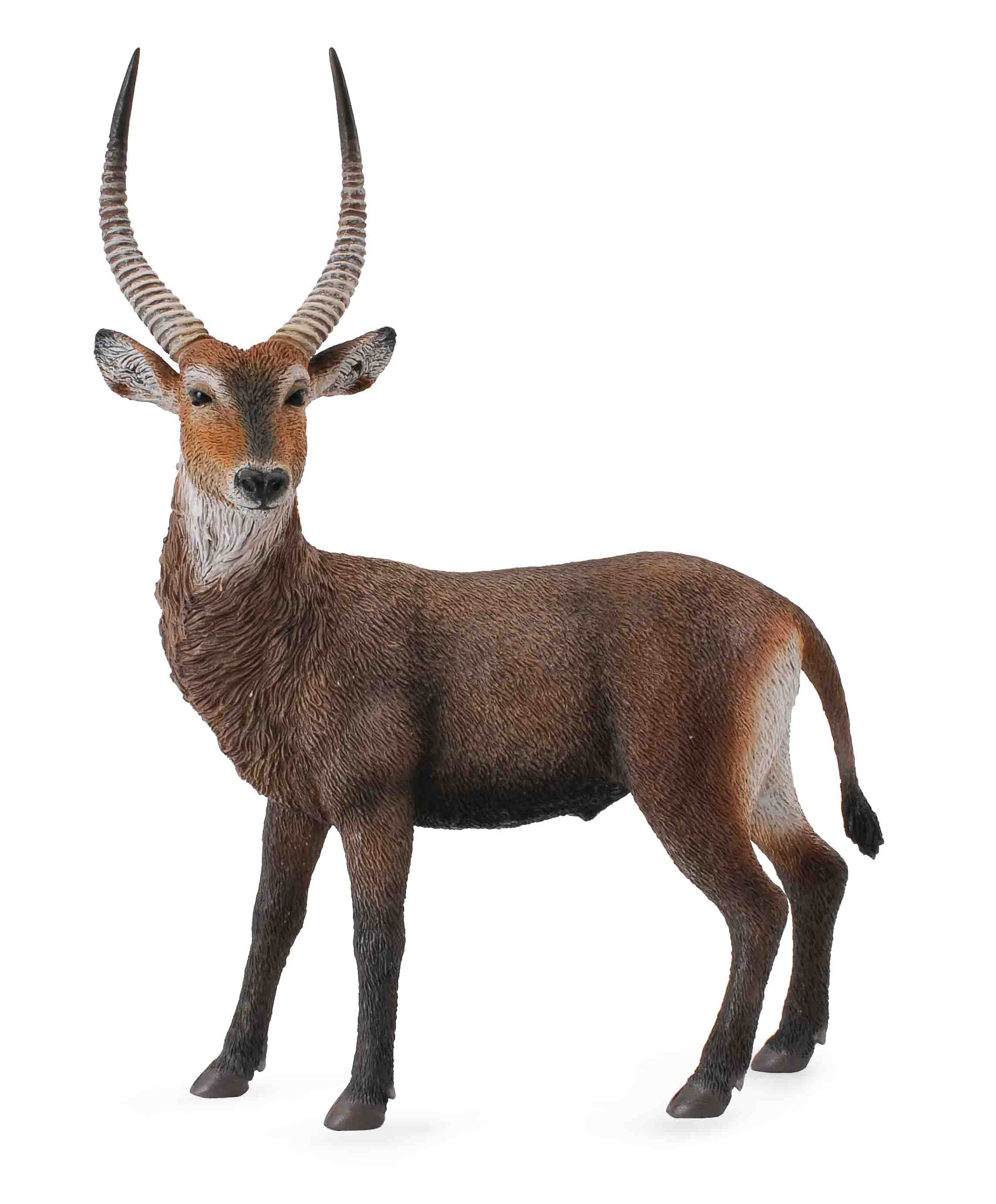 Waterbuck