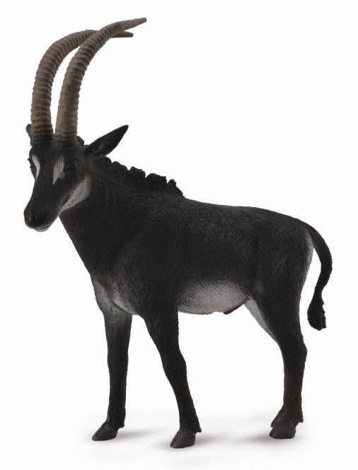 Giant Sable Antelope Male