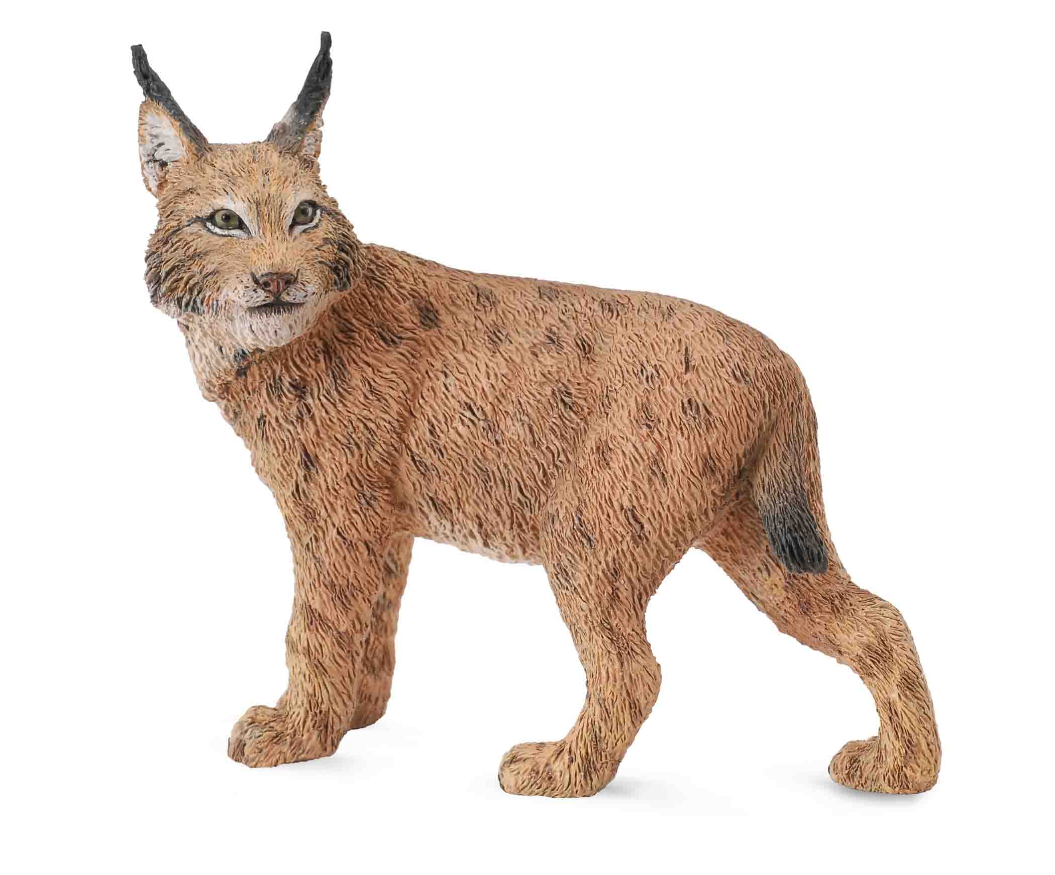 Lynx