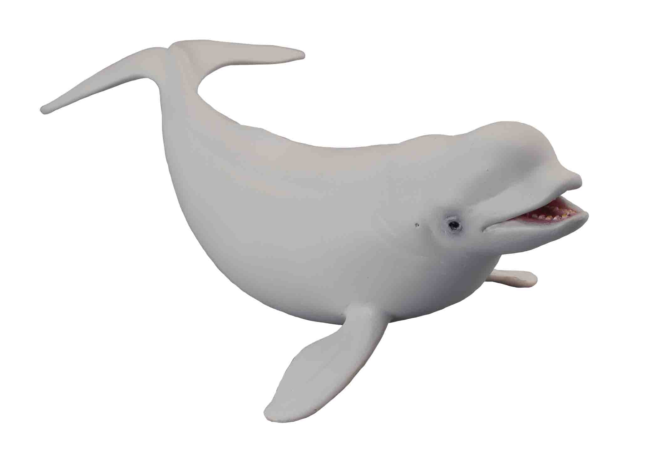 Beluga Whale