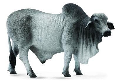 Brahman Bull