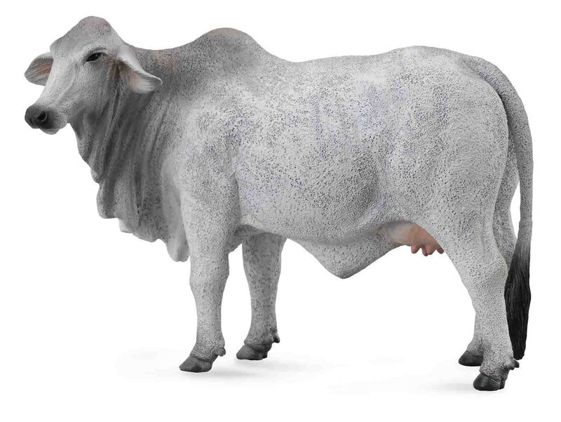 Brahman Cow