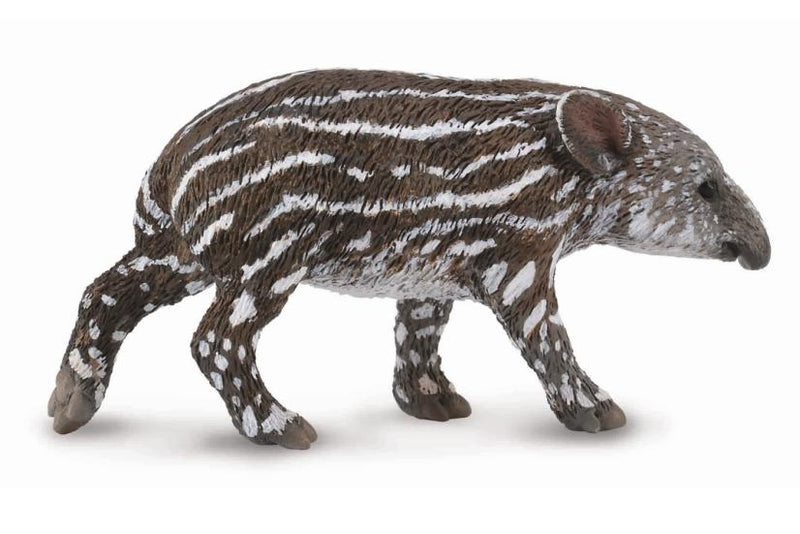 Bairds Tapir Calf