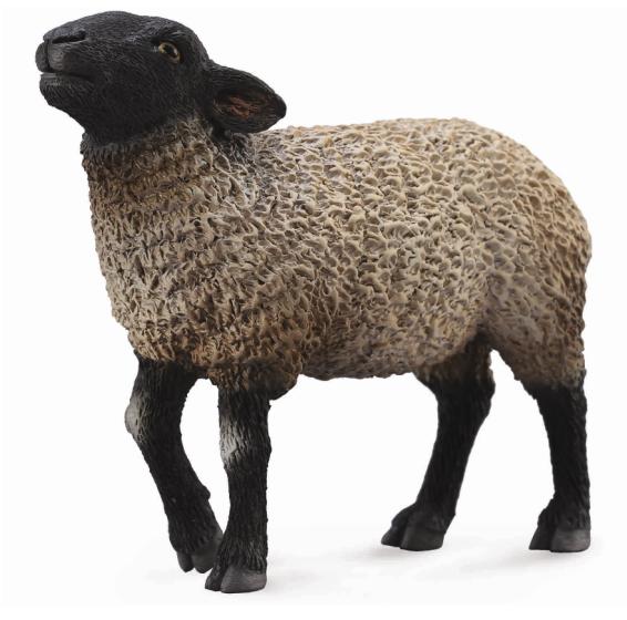 Suffolk Sheep