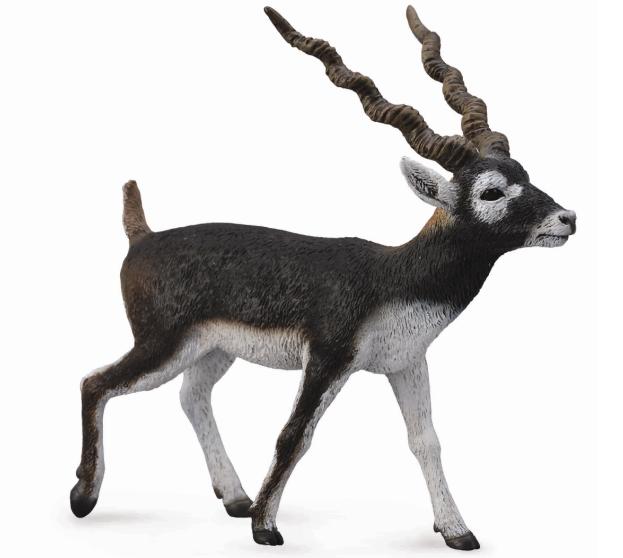 Blackbuck